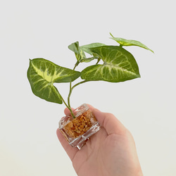 ■本物そっくり枯れない観葉植物■ミニ　フェイクグリーン　葉　ガラス瓶　インテリア　ディスプレイ　グリーン　造花　ギフト 8枚目の画像