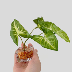 ■本物そっくり枯れない観葉植物■ミニ　フェイクグリーン　葉　ガラス瓶　インテリア　ディスプレイ　グリーン　造花　ギフト 5枚目の画像