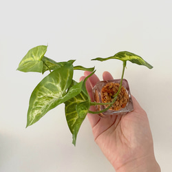 ■本物そっくり枯れない観葉植物■ミニ　フェイクグリーン　葉　ガラス瓶　インテリア　ディスプレイ　グリーン　造花　ギフト 6枚目の画像