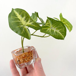 ■本物そっくり枯れない観葉植物■ミニ　フェイクグリーン　葉　ガラス瓶　インテリア　ディスプレイ　グリーン　造花　ギフト 1枚目の画像