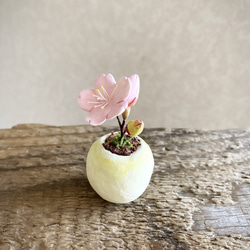 8589.bud 粘土の鉢植え 桜 3枚目の画像