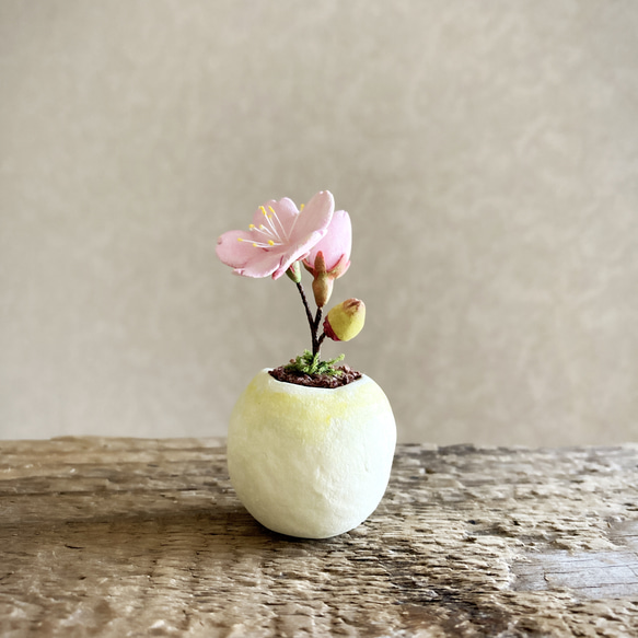 8589.bud 粘土の鉢植え 桜 1枚目の画像