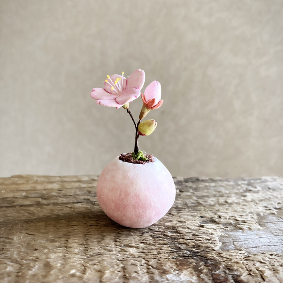 8590.bud 粘土の鉢植え 桜 1枚目の画像
