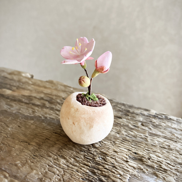 8593.bud 粘土の鉢植え 桜 2枚目の画像
