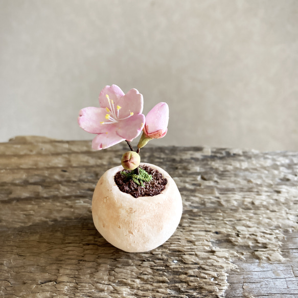 8593.bud 粘土の鉢植え 桜 3枚目の画像