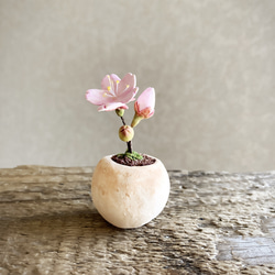 8593.bud 粘土の鉢植え 桜 1枚目の画像