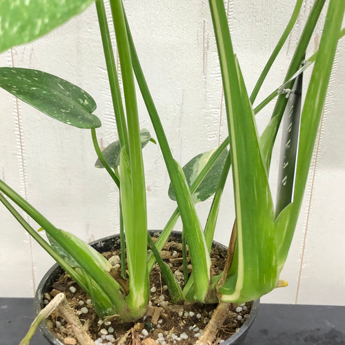 状態良好 2株植え！ 斑入り モンステラ 6 その他インテリア雑貨 PLANTS