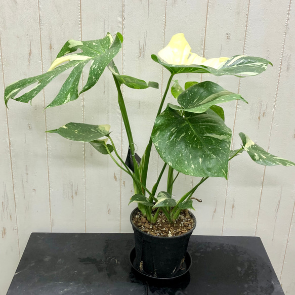 状態良好 2株植え！ 斑入り モンステラ 6 その他インテリア雑貨 PLANTS
