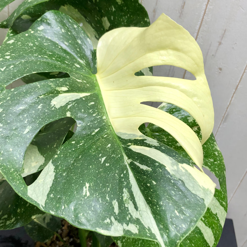状態良好 2株植え！ 斑入り モンステラ 6 その他インテリア雑貨 PLANTS