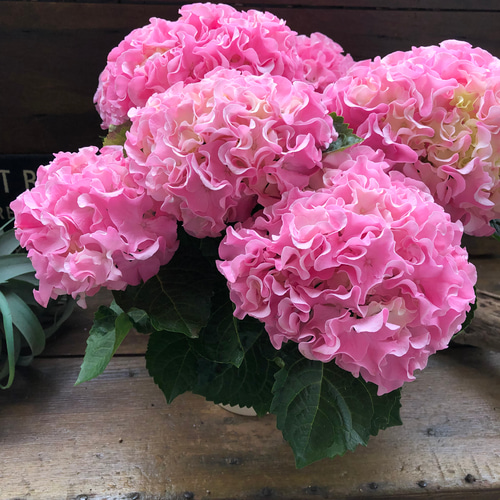春の訪れ　パールアカシアのハーフリース　ピンクの紫陽花とともに　母の日 春の訪れ パールアカシアのハーフリース ピンクの紫陽花とともに