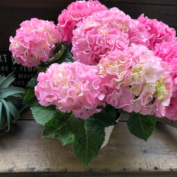 母の日予約♡産地直送♡ふるふる♡ピンク♡アジサイ♡紫陽花♡ 11枚目の画像