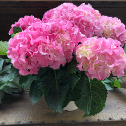 母の日予約♡産地直送♡ふるふる♡ピンク♡アジサイ♡紫陽花♡ 8枚目の画像