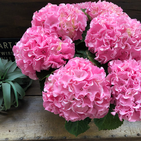 母の日予約♡産地直送♡ふるふる♡ピンク♡アジサイ♡紫陽花♡ 14枚目の画像