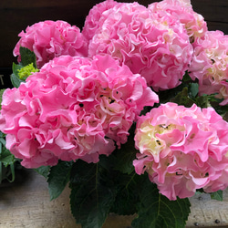 母の日予約♡産地直送♡ふるふる♡ピンク♡アジサイ♡紫陽花♡ 12枚目の画像