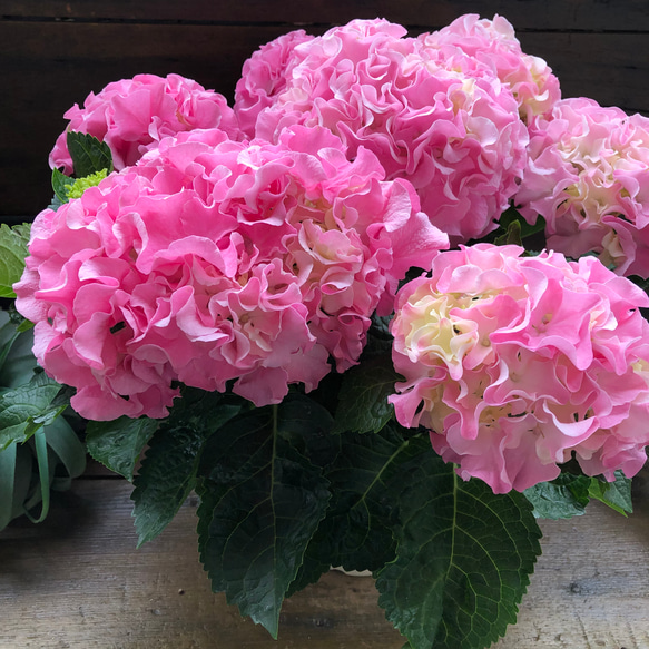 母の日予約♡産地直送♡ふるふる♡ピンク♡アジサイ♡紫陽花♡ 2枚目の画像