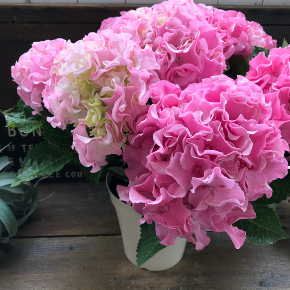 母の日予約♡産地直送♡ふるふる♡ピンク♡アジサイ♡紫陽花♡ 10枚目の画像