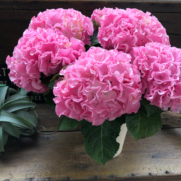 母の日予約♡産地直送♡ふるふる♡ピンク♡アジサイ♡紫陽花♡ 7枚目の画像