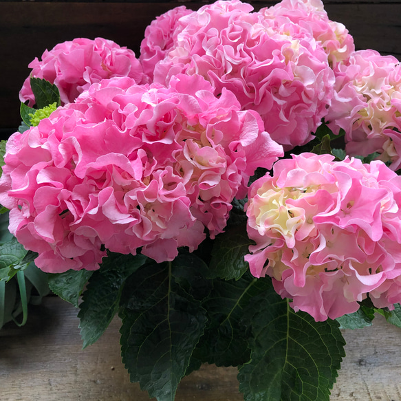 母の日予約♡産地直送♡ふるふる♡ピンク♡アジサイ♡紫陽花♡ 5枚目の画像