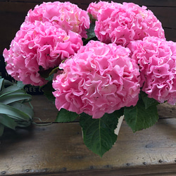 母の日予約♡産地直送♡ふるふる♡ピンク♡アジサイ♡紫陽花♡ 6枚目の画像