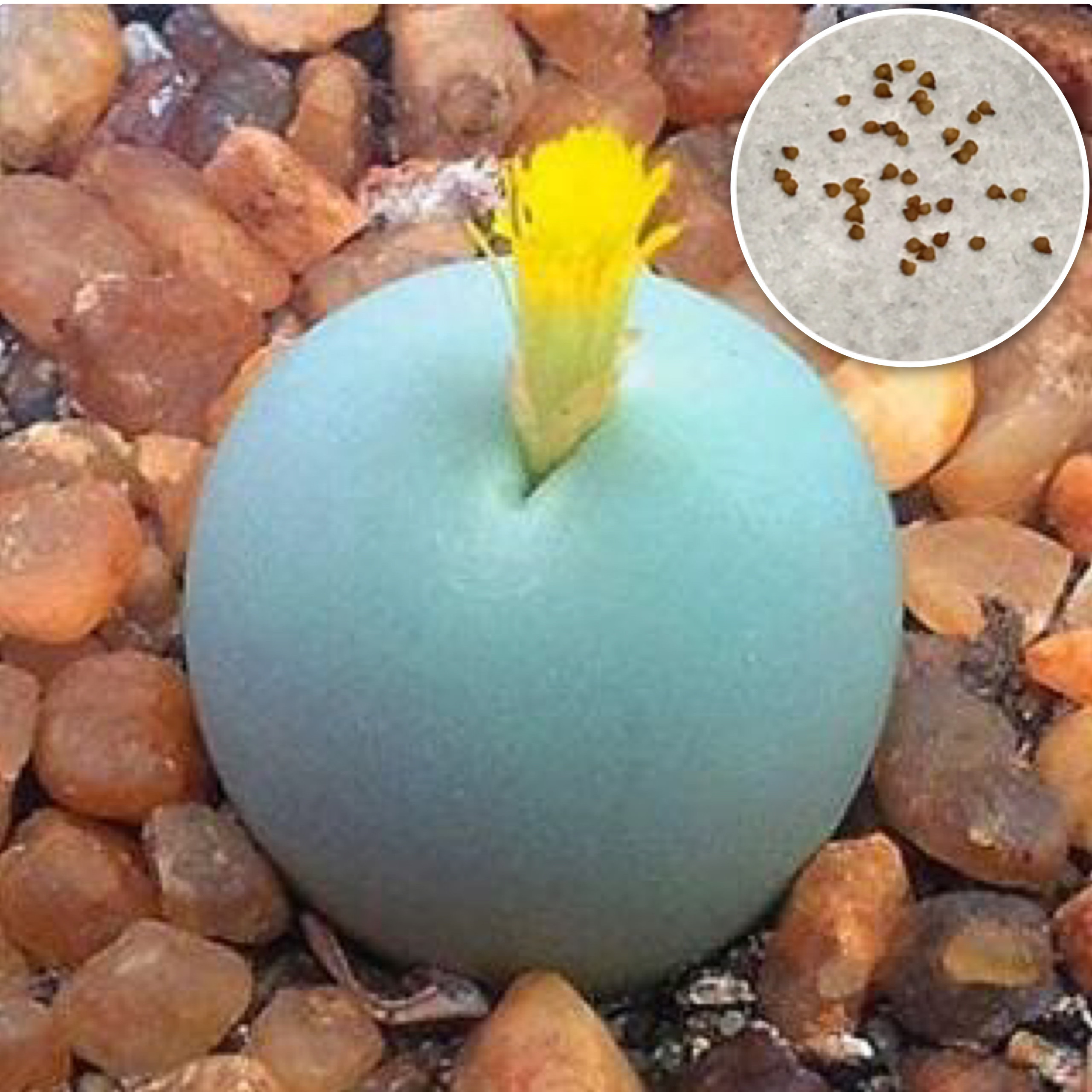 コノフィツム カルキュルス バンジリー 親株 種10粒 コノフィツム カルキュルス カルキュラス 翡翠玉 多肉植物