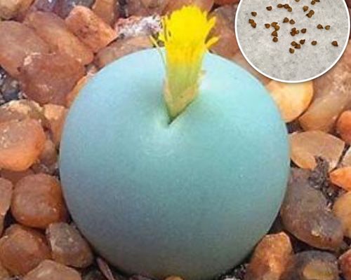 種10粒 コノフィツム カルキュルス カルキュラス 翡翠玉 多肉植物