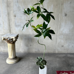 光触媒　人工観葉植物　ウォールグリーン　フェイクグリーン　ニューパキラ花器付 2枚目の画像