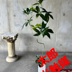 光触媒　人工観葉植物　ウォールグリーン　フェイクグリーン　ニューパキラ花器付 1枚目の画像