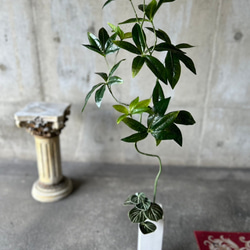 光触媒　人工観葉植物　ウォールグリーン　フェイクグリーン　ニューパキラ花器付 7枚目の画像