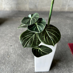 光触媒　人工観葉植物　ウォールグリーン　フェイクグリーン　ニューパキラ花器付 5枚目の画像