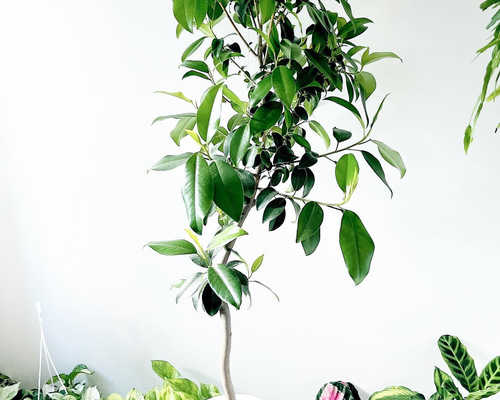 070b8db30624b1ce9d74ba4affb4bf