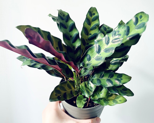 a98418e50477bda4cbad3cba2b6021