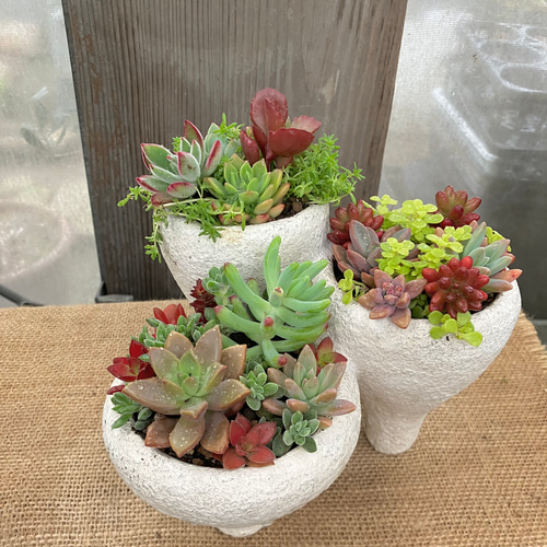 多肉植物寄せ植⚠確認用⚠