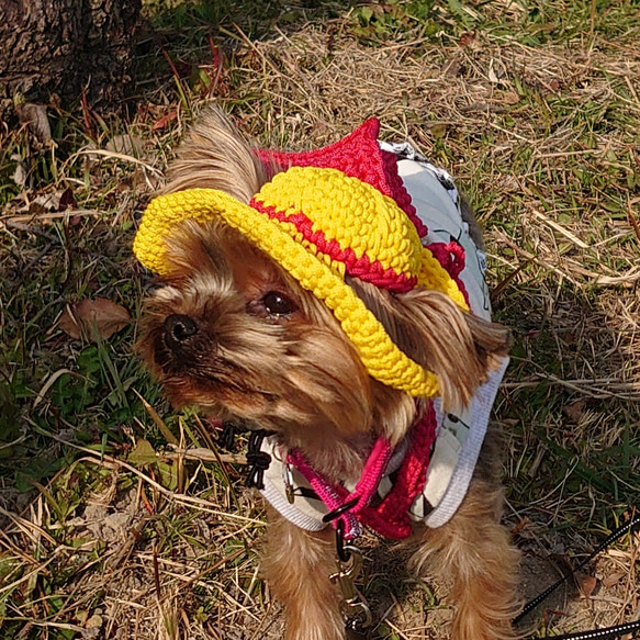 犬の帽子 黄色い帽子 安全帽 1枚目の画像
