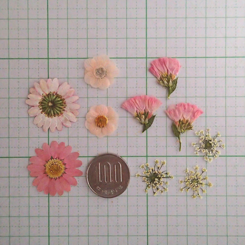 押し花セット④＜ノースポール＆組み立てのお花＆スターチス他