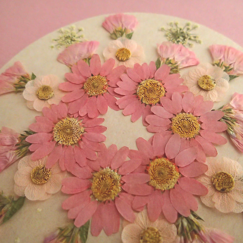 押し花セット④＜ノースポール＆組み立てのお花＆スターチス他