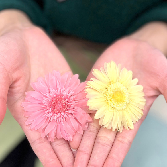 【即納】 ガーベラ 6輪 ホワイト プリザーブドフラワー 花材 花 プリザーブド花材 パーツ 資材 10枚目の画像