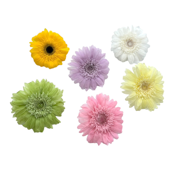 【即納】 ガーベラ 6輪 ホワイト プリザーブドフラワー 花材 花 プリザーブド花材 パーツ 資材 2枚目の画像