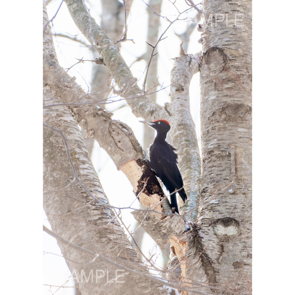 春早い森のクマゲラ・北海道野鳥写真 1枚目の画像