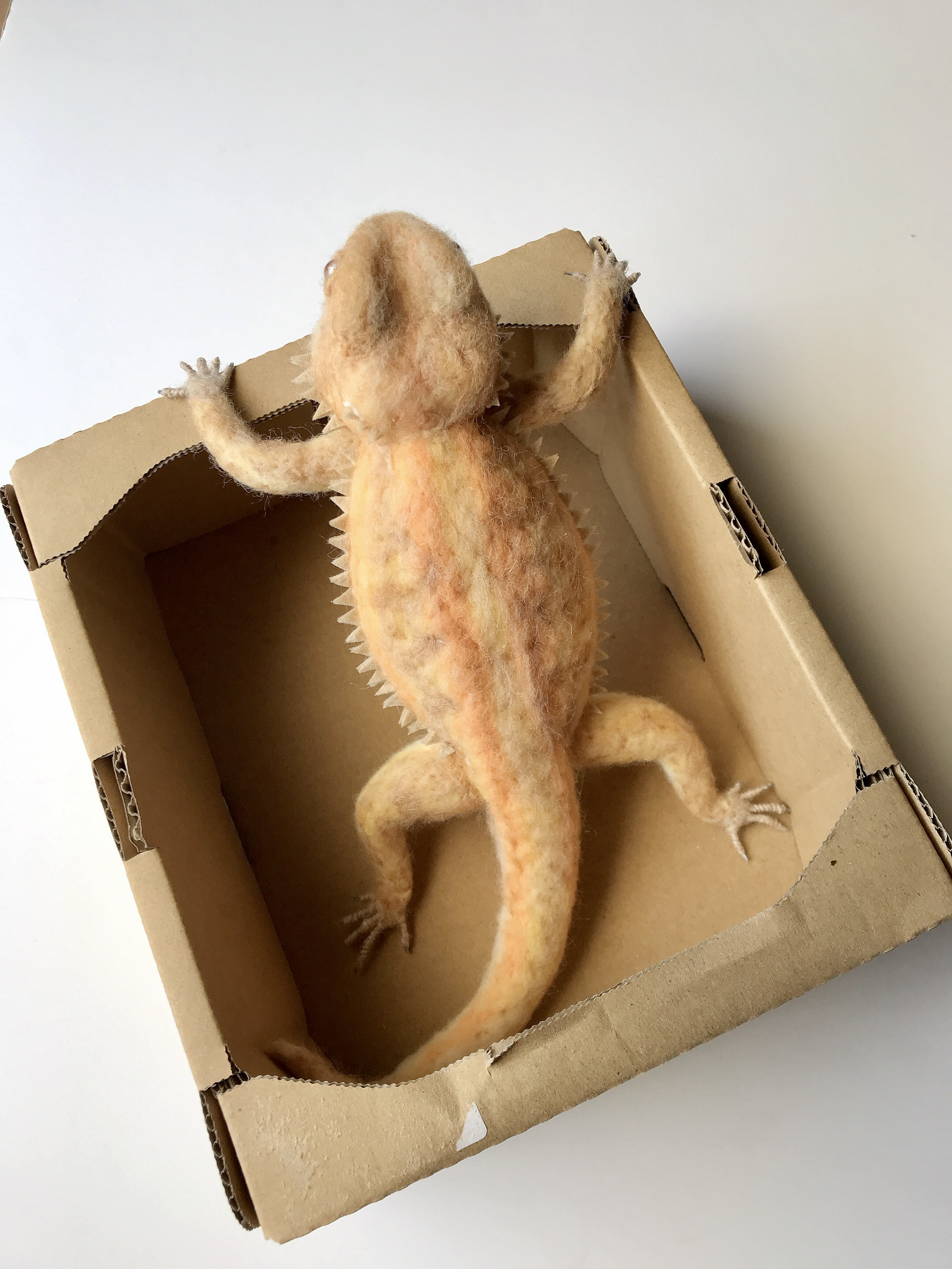 フトアゴ☆箱入り娘