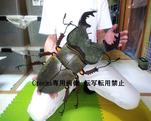 Amazon.co.jp: 希少 非売品 クワガタ ミヤマクワガタ 特大