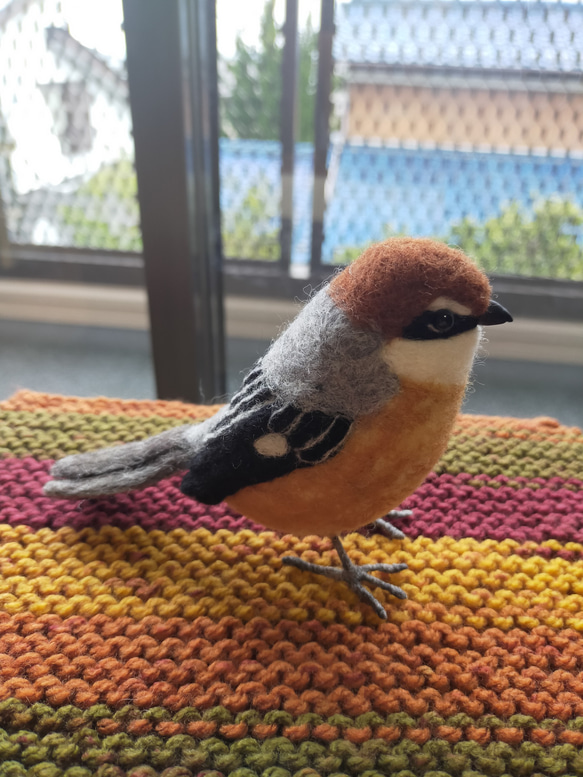 羊毛フェルト　モズ　百舌鳥　雄　鳥　野鳥 3枚目の画像