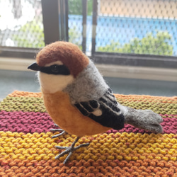 羊毛フェルト　モズ　百舌鳥　雄　鳥　野鳥 1枚目の画像