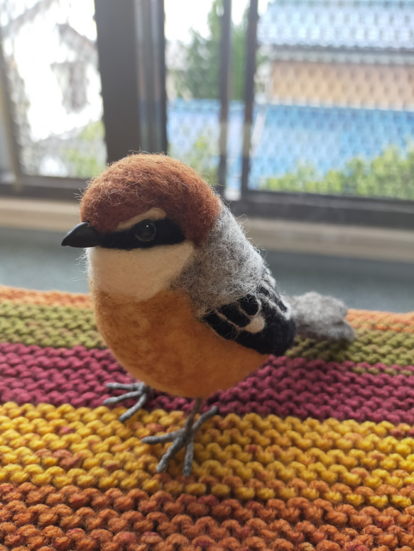 羊毛フェルト　モズ　百舌鳥　雄　鳥　野鳥 5枚目の画像