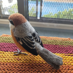 羊毛フェルト　モズ　百舌鳥　雄　鳥　野鳥 4枚目の画像