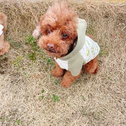 犬服☆ドラゴンとアースカラーのフード付きTシャツ 9枚目の画像