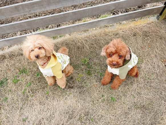 犬服☆ドラゴンとアースカラーのフード付きTシャツ 8枚目の画像