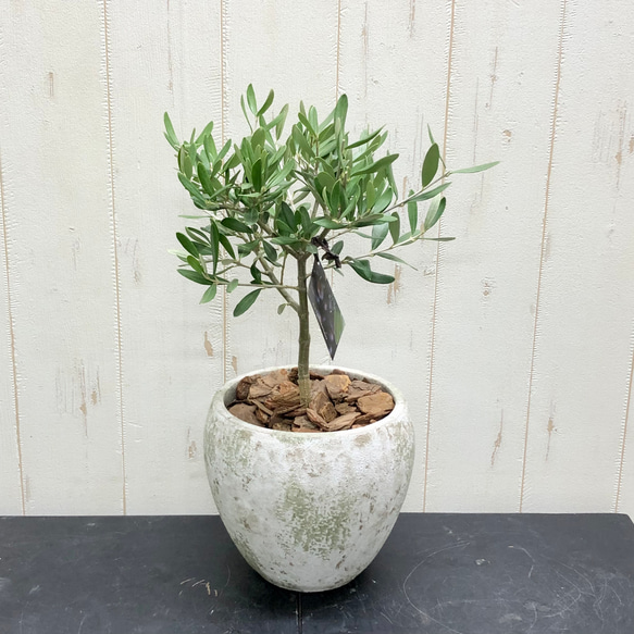 香川・SOUJUのオリーブ》シプレッシーノ｜樹形美×アンティーク鉢｜丈夫