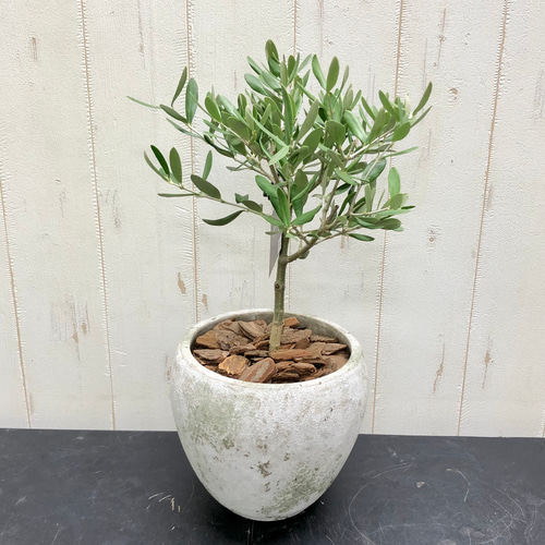 香川・SOUJUのオリーブ》シプレッシーノ｜樹形美×アンティーク鉢｜丈夫