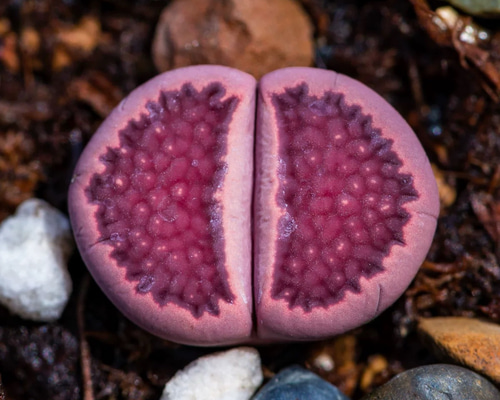 多肉植物リトープス　巴里玉　6点カラフルセット　1センチ以上　S21　匿名発送 まとめ発送 多肉植物リトープス 曲玉 カラフルセット S53 匿名発送