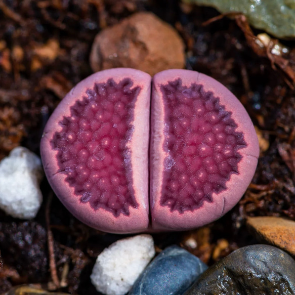 多肉植物 リトープス 紫巴里玉（ぱりぎょく） 1.2cm 抜き苗 1株 多肉
